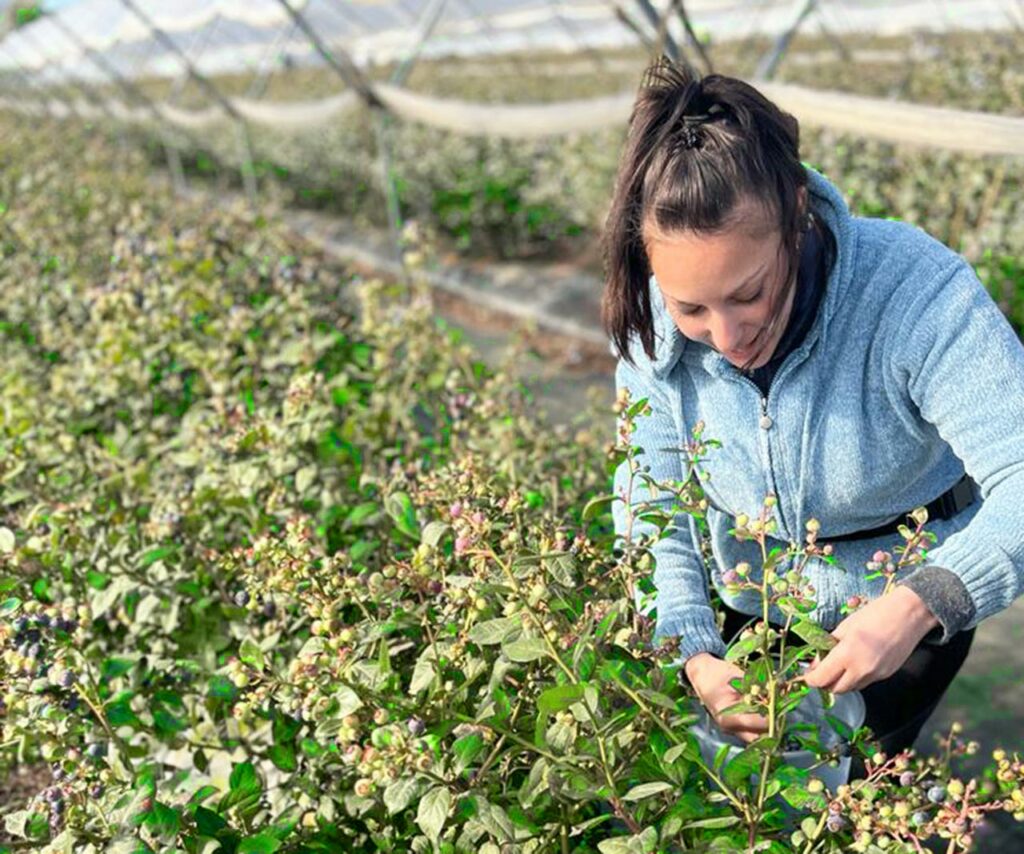 Recolección de arándanos