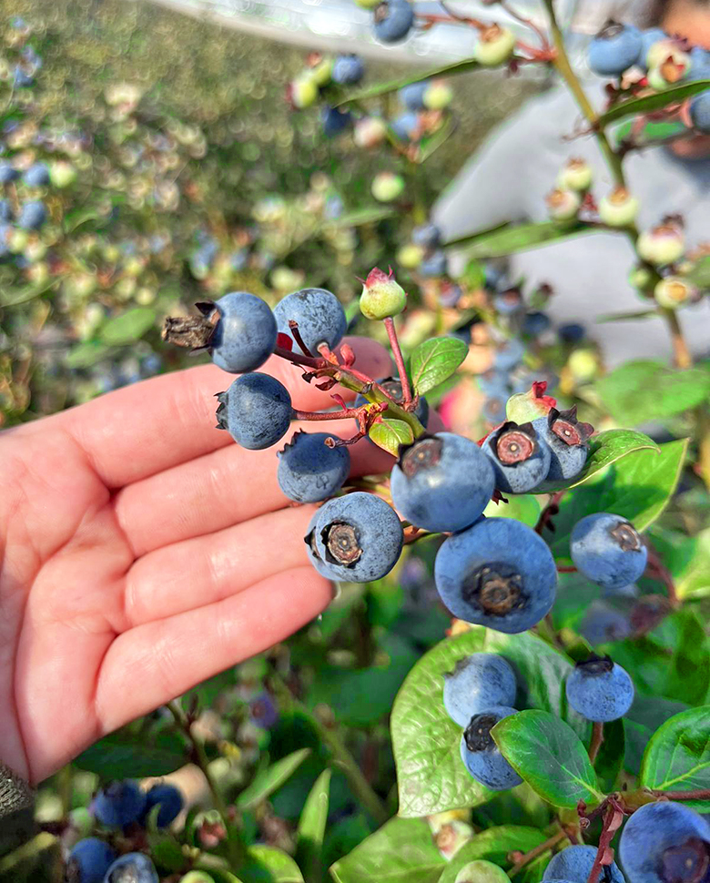 Arbusto de arándanos