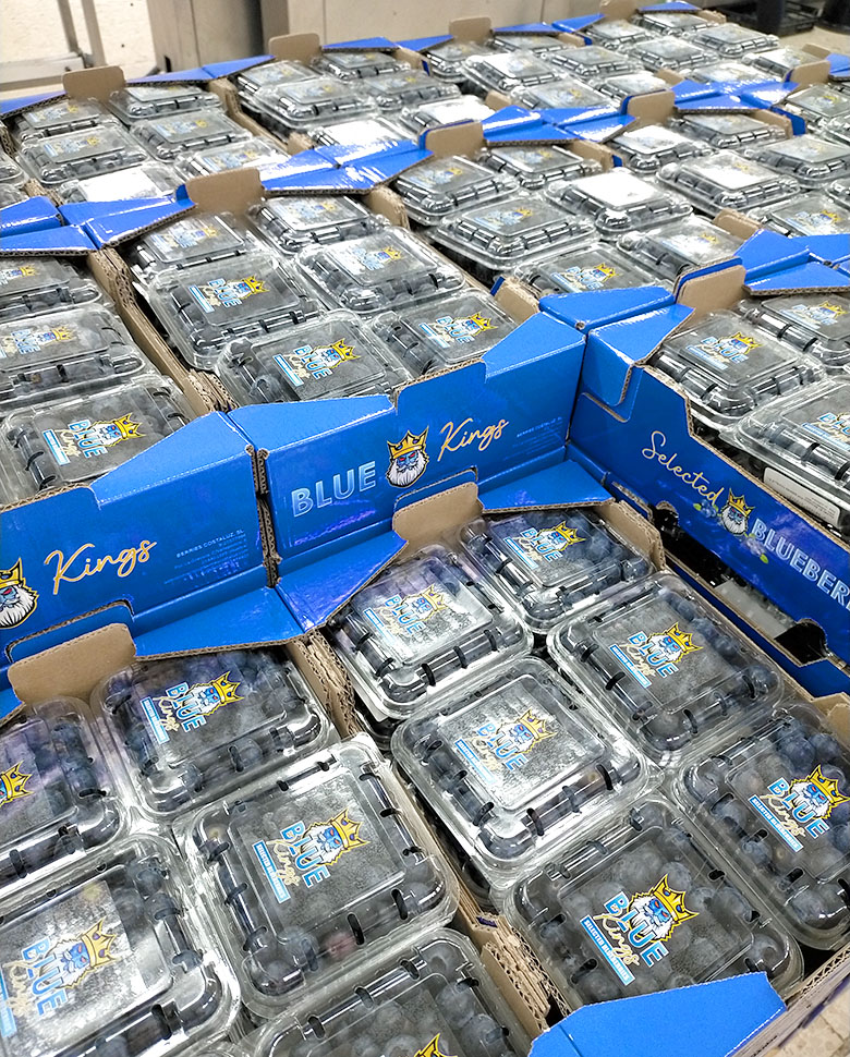 Envases arándanos Blue King