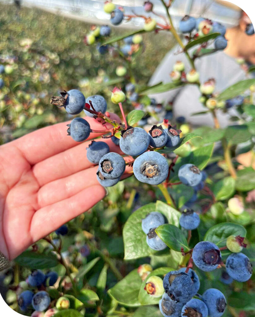 Arbusto de arándanos