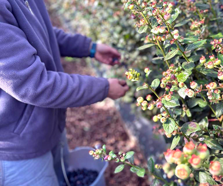 Recolección de arándanos